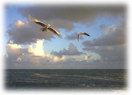 L'OISEAU